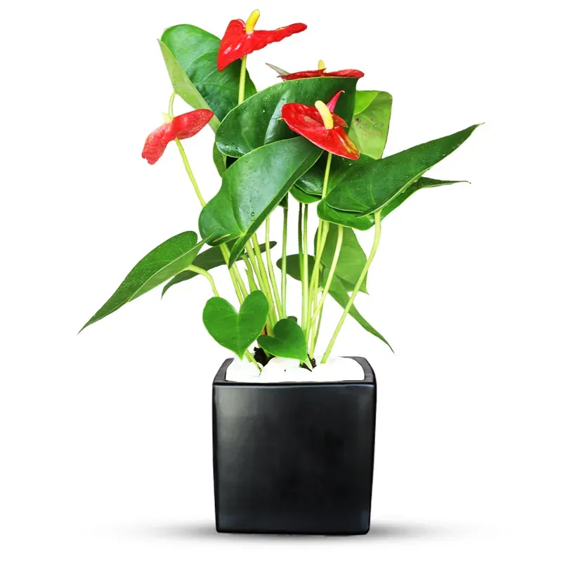 Антуриум комнатный