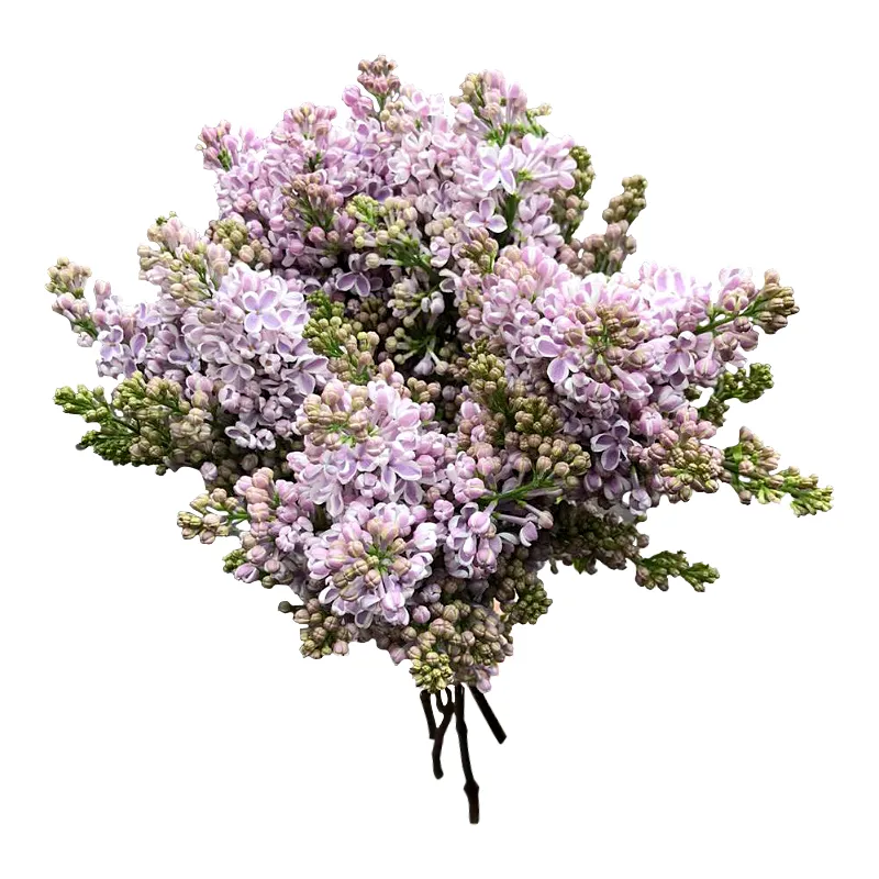 Букет из розово-белой сирени