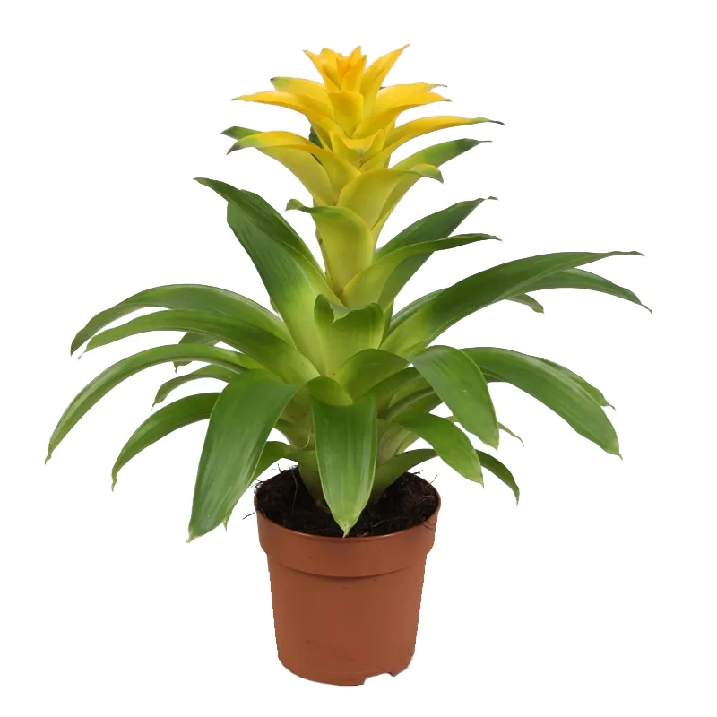 Гузмания желтая