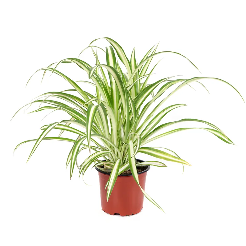 Хлорофитум