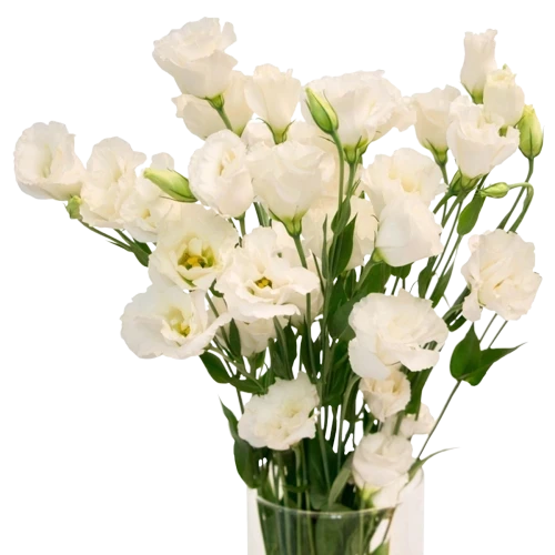 Эустомы: как дарить и ухаживать