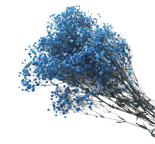 Гипсофилы: как дарить и ухаживать