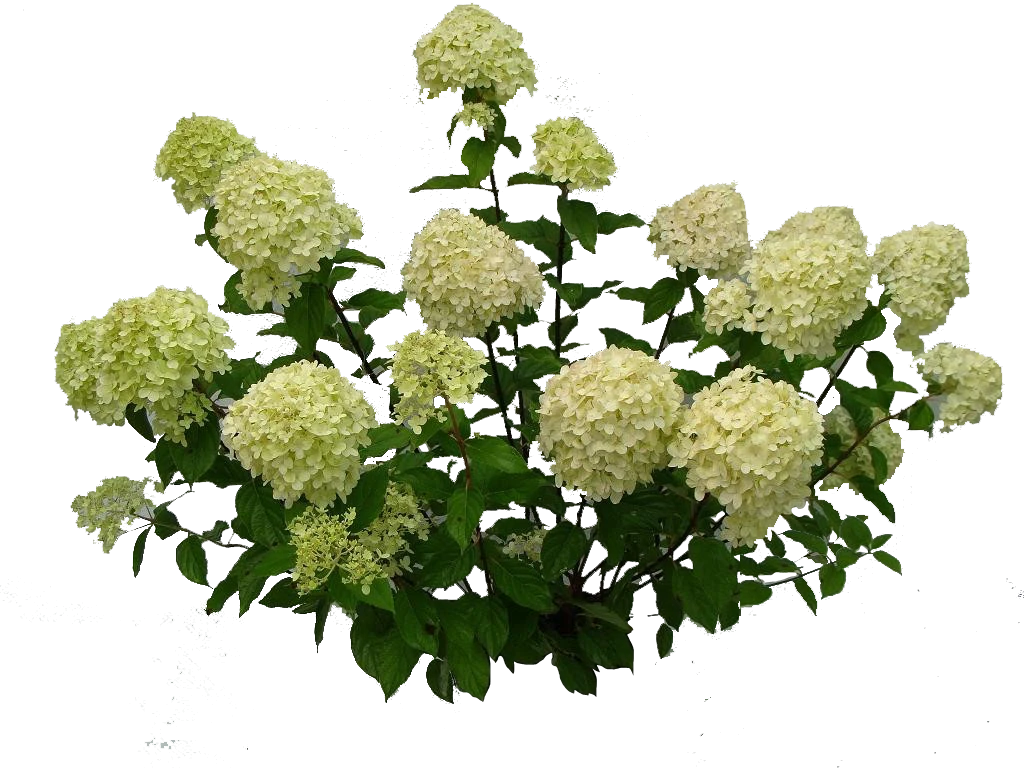 Гортензия