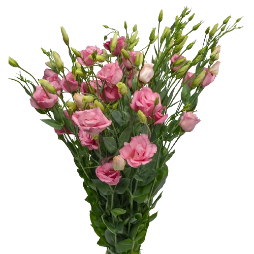 Лизиантусы