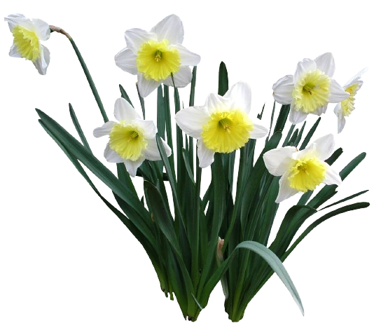 Нарциссы: как дарить и ухаживать