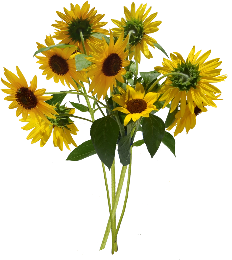 Подсолнухи