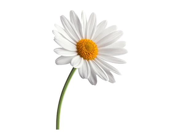 Ромашки: как дарить и ухаживать