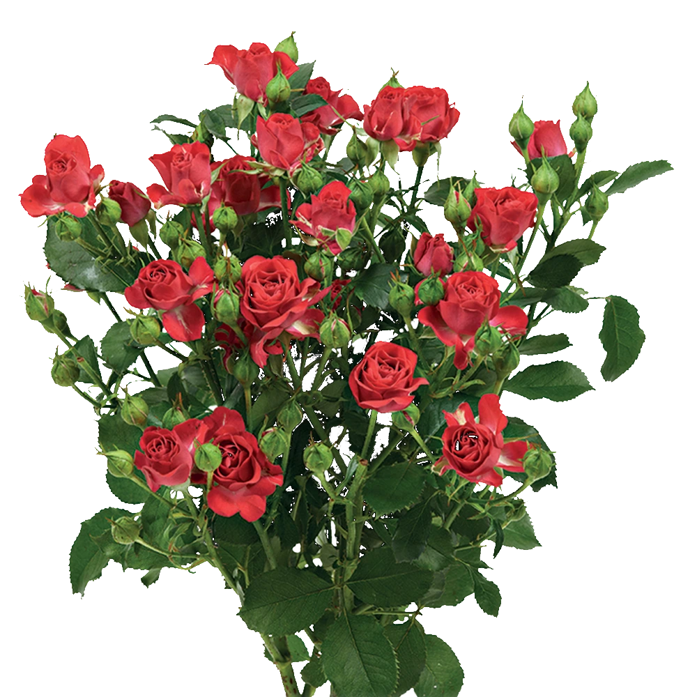 Кустовые розы