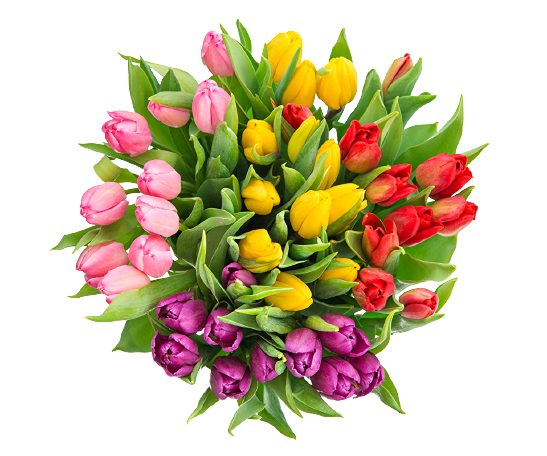 Тюльпаны: как дарить и ухаживать